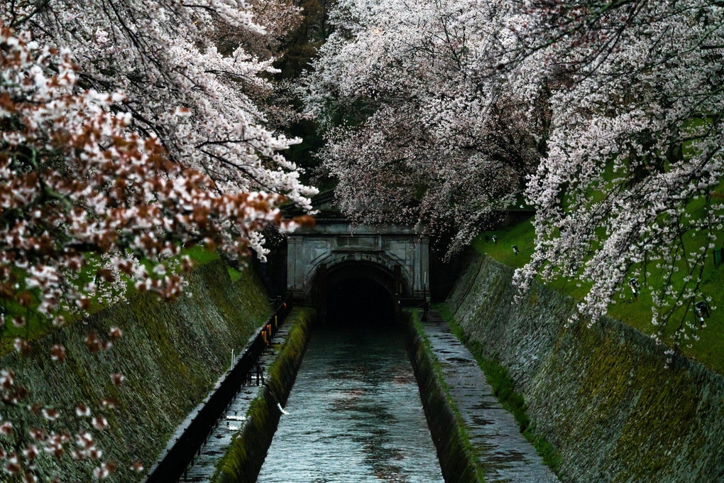 雨の疎水の桜