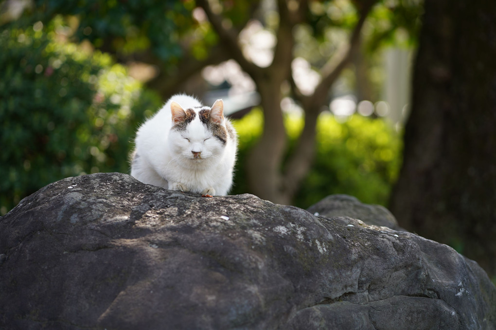 岩上の野猫