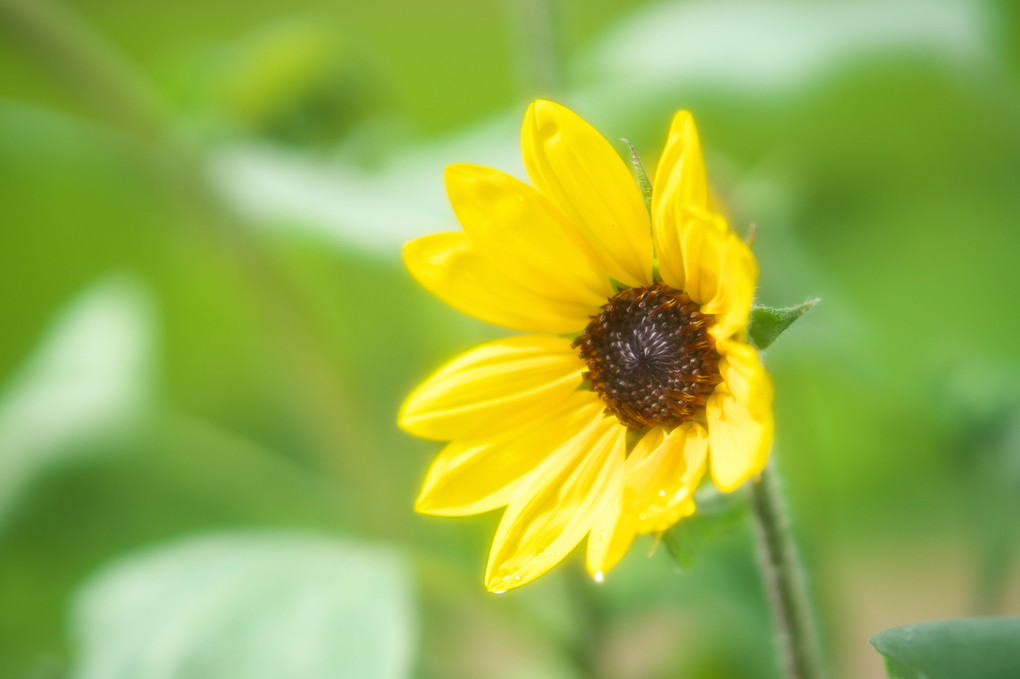 里の草花