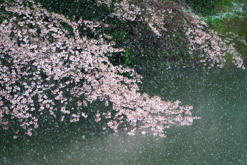 吹雪桜Ⅱ