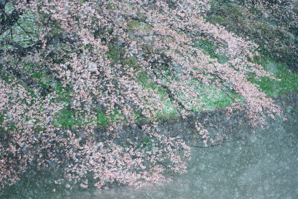 吹雪桜Ⅱ