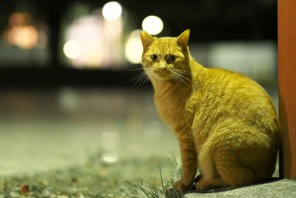 トラの夜