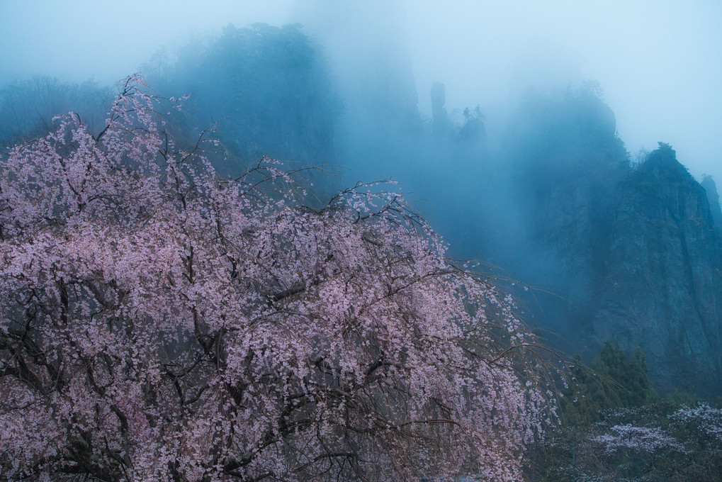 奇岩桜