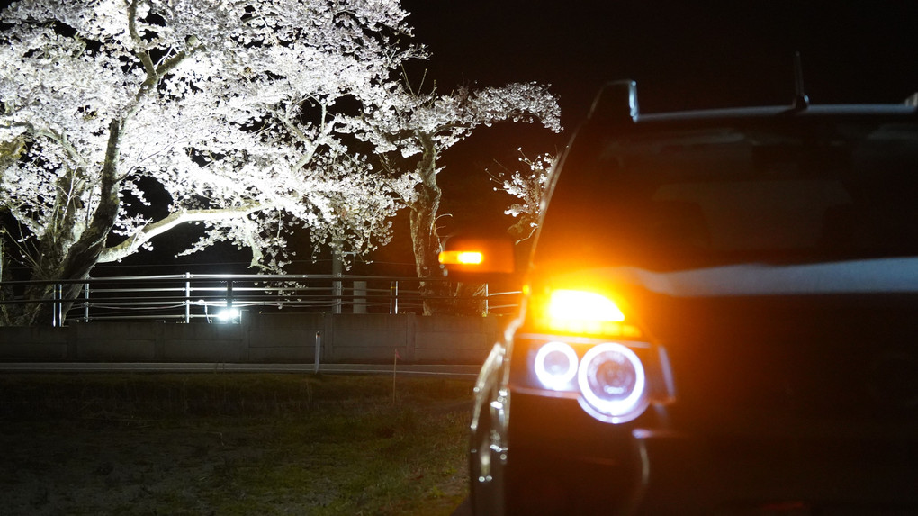 夜桜ドライブ