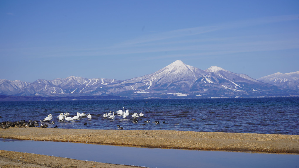 白鳥と大自然