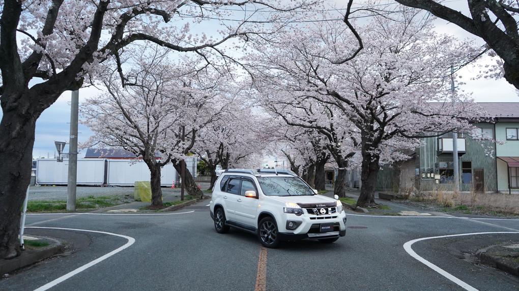 朝の桜ドライブ