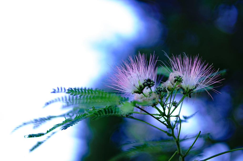 合歓の花