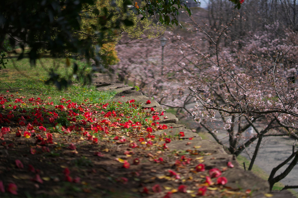 椿から桜へ