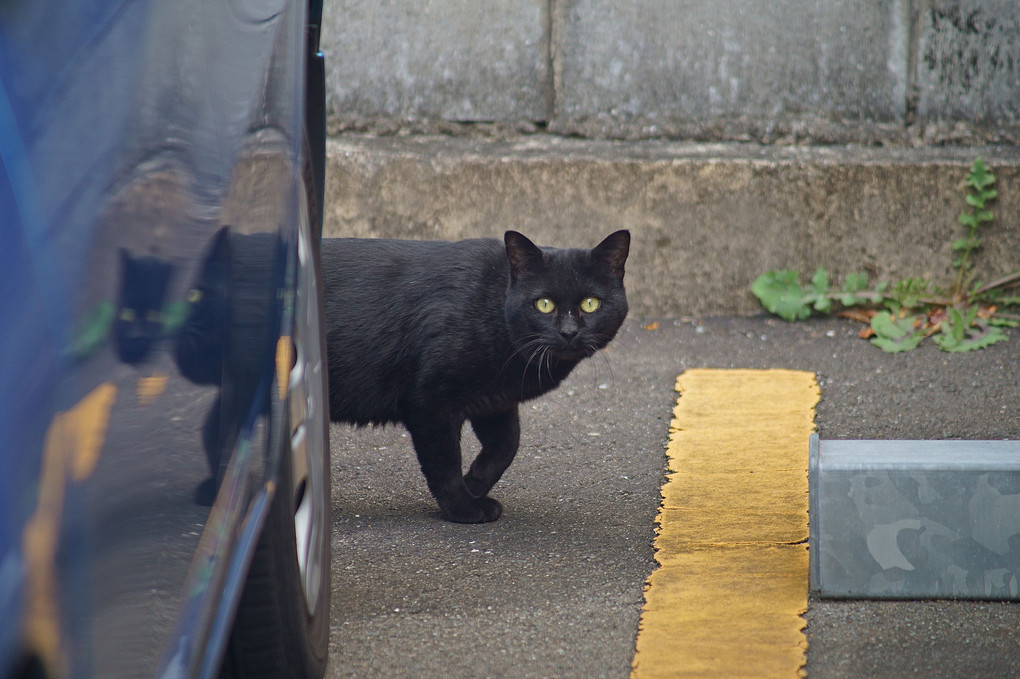 街でネコに会う vol.17　黒猫さん少し驚く