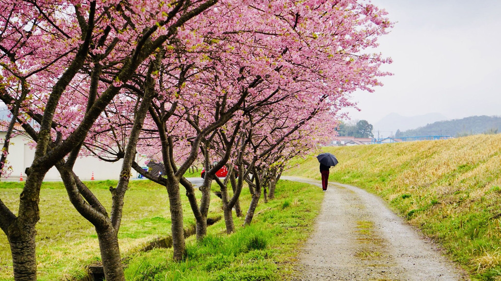 雨模様での桜