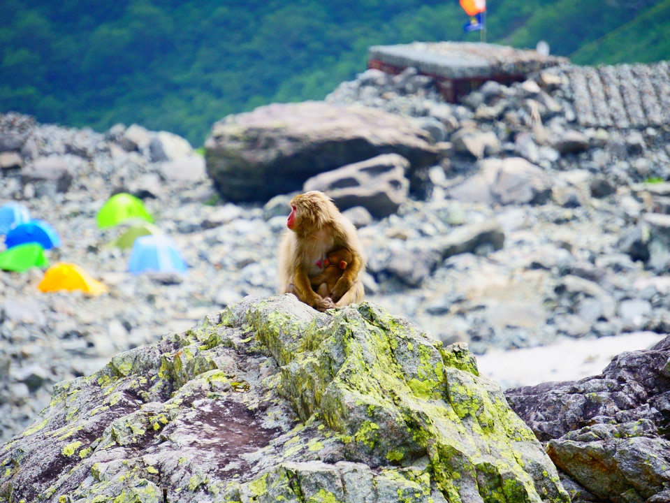 奥穂高岳登山で出会った生き物たち
