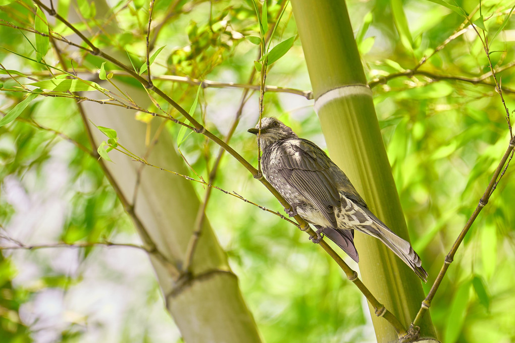 竹林の鳥