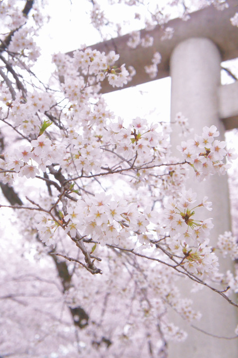 大宮の桜