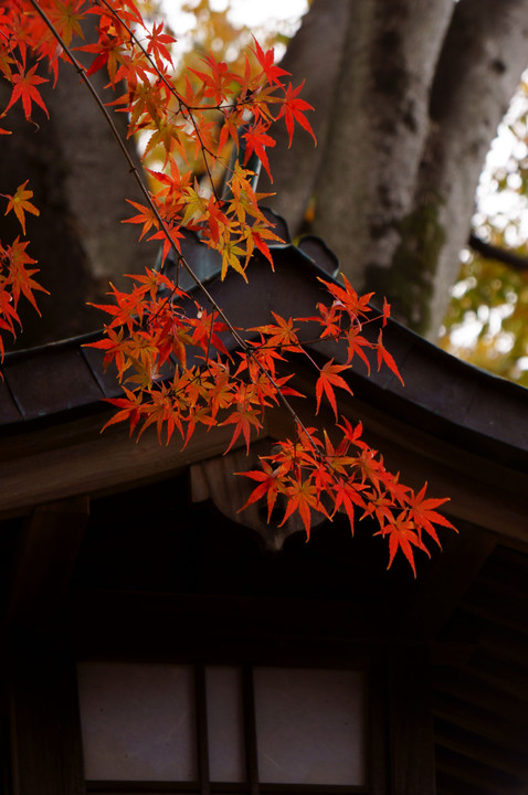 大宮氷川神社　秋の散策