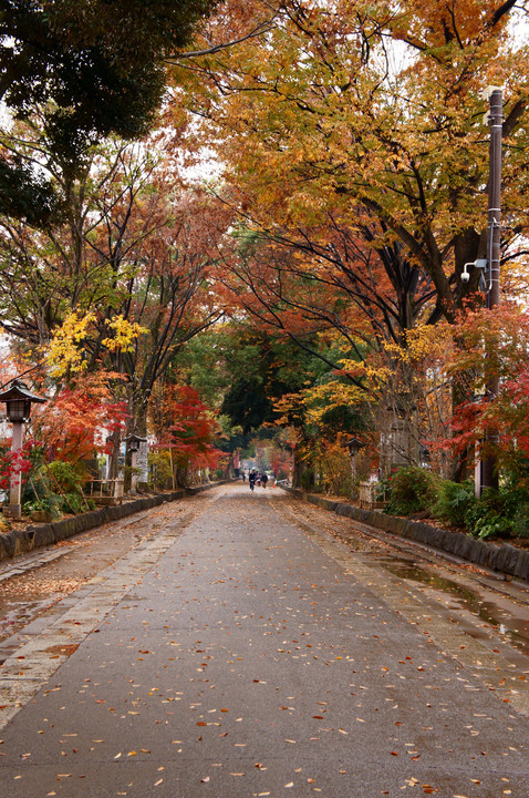 大宮氷川神社　秋の散策