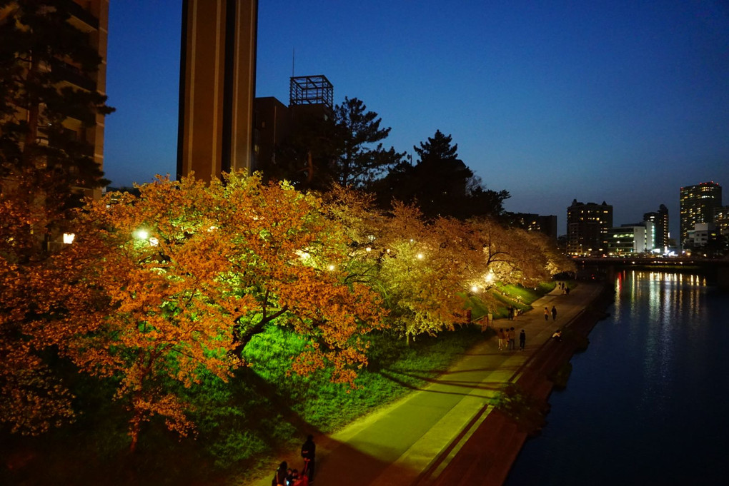 岡崎の夜桜