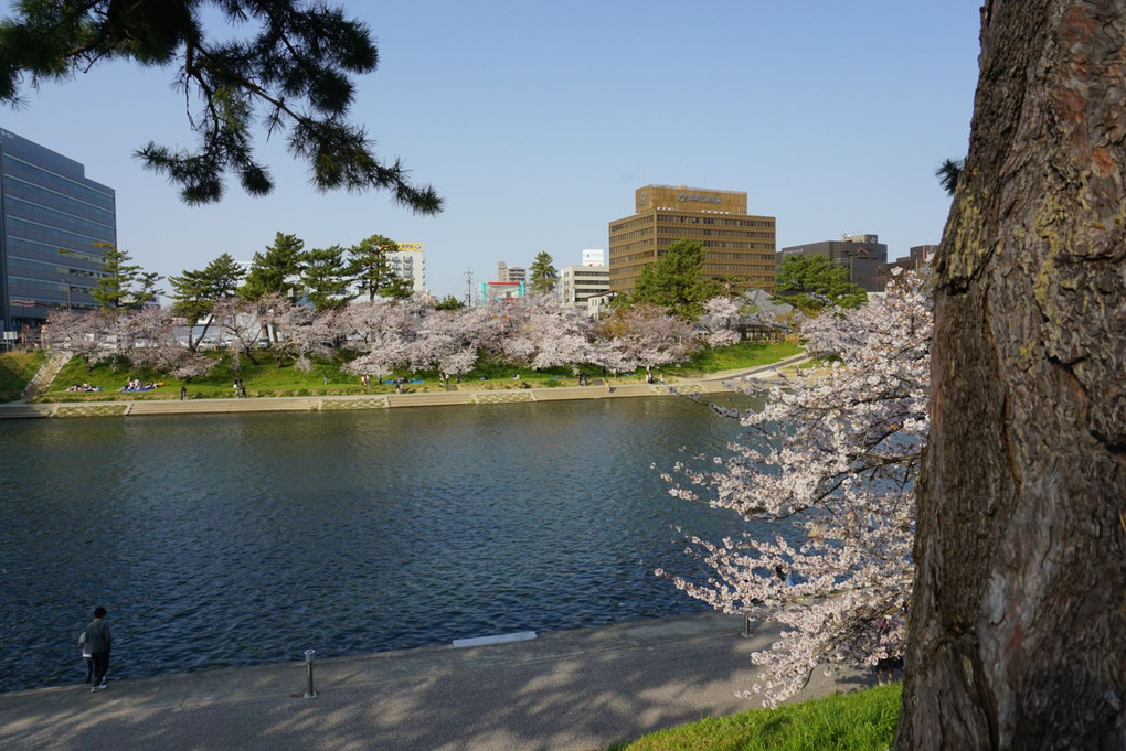 岡崎の乙川沿いの桜