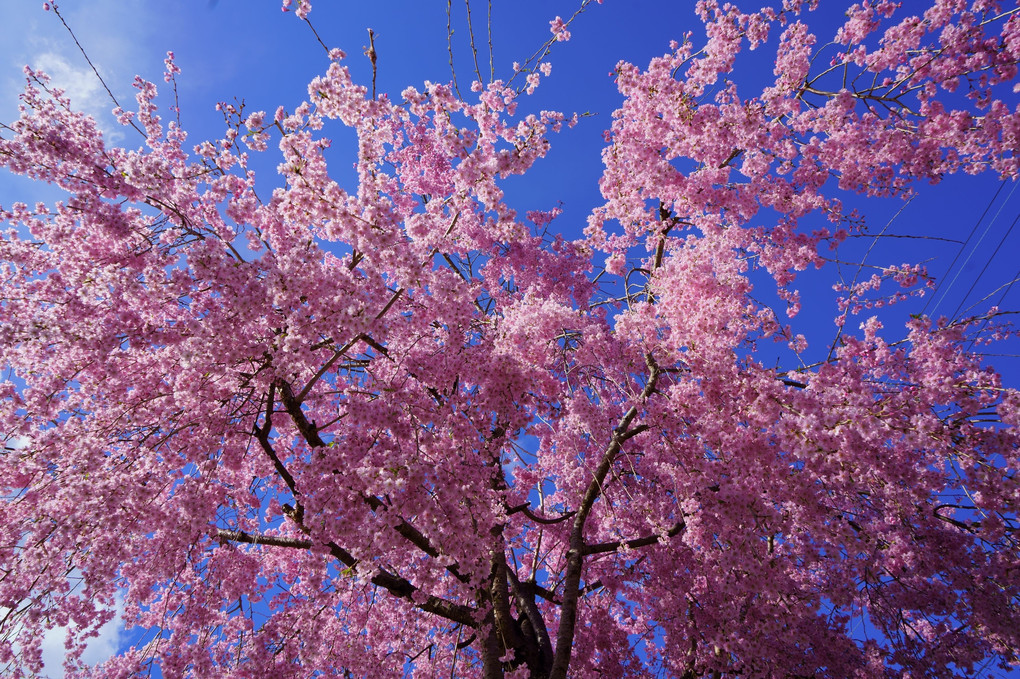 今年見た唯一の満開桜