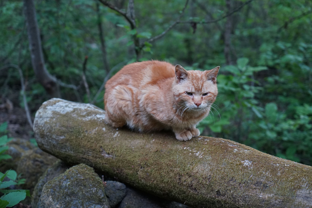 森に棲む猫