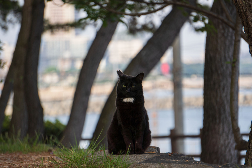 ジューンブライドと招待状