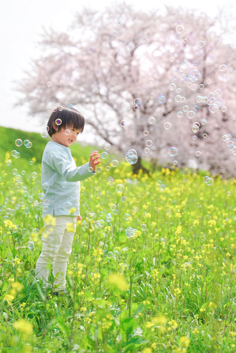 日本の桜は美しい