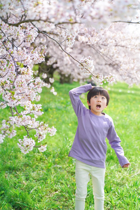 日本の桜は美しい