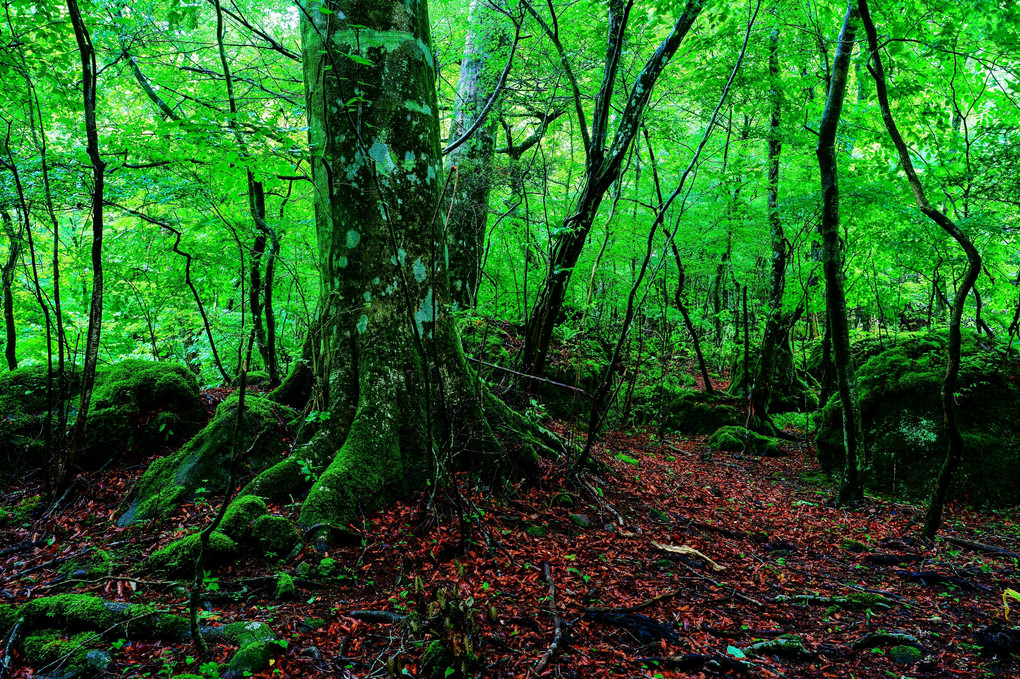 雨の緑深き森へ