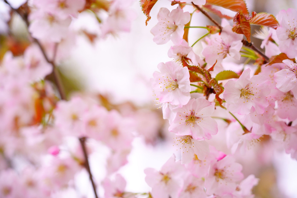 桜散る前に。。。北国の春。