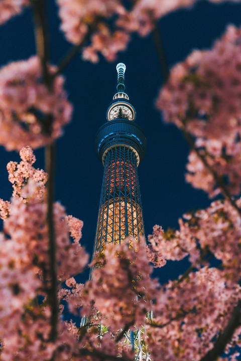 sky tree and sakura