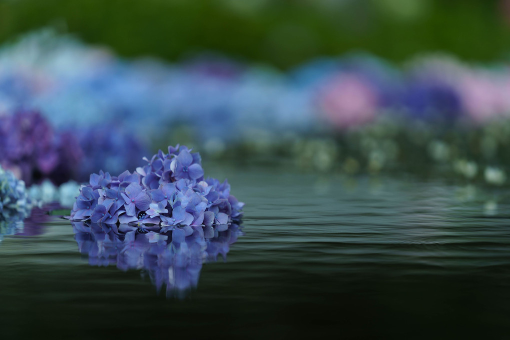 浮く紫陽花