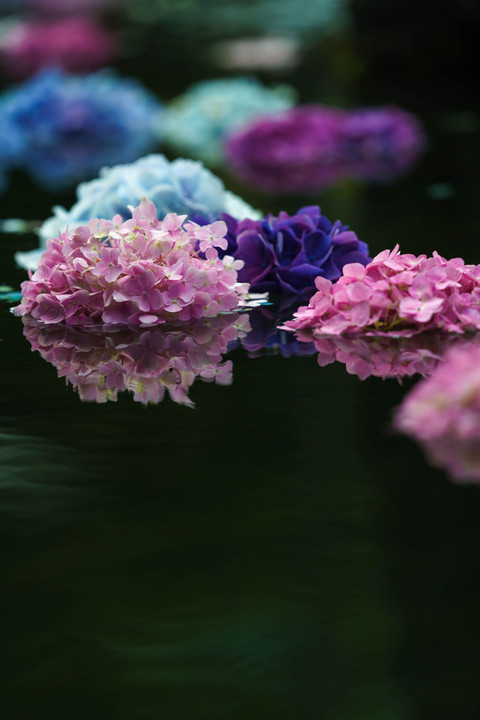 浮く紫陽花