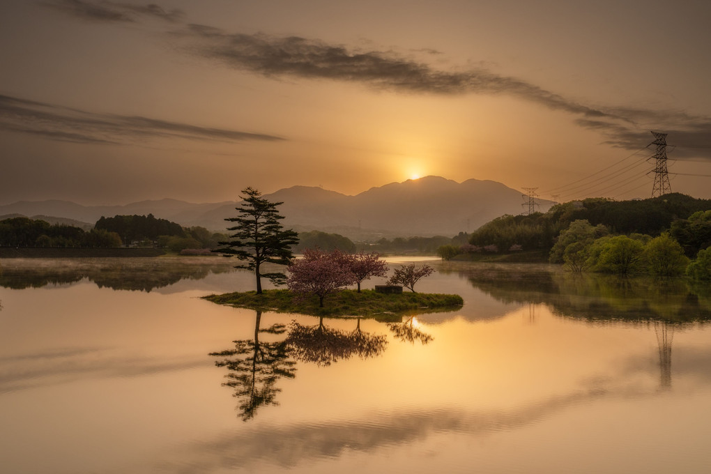 八重桜