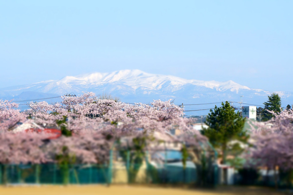 山と桜