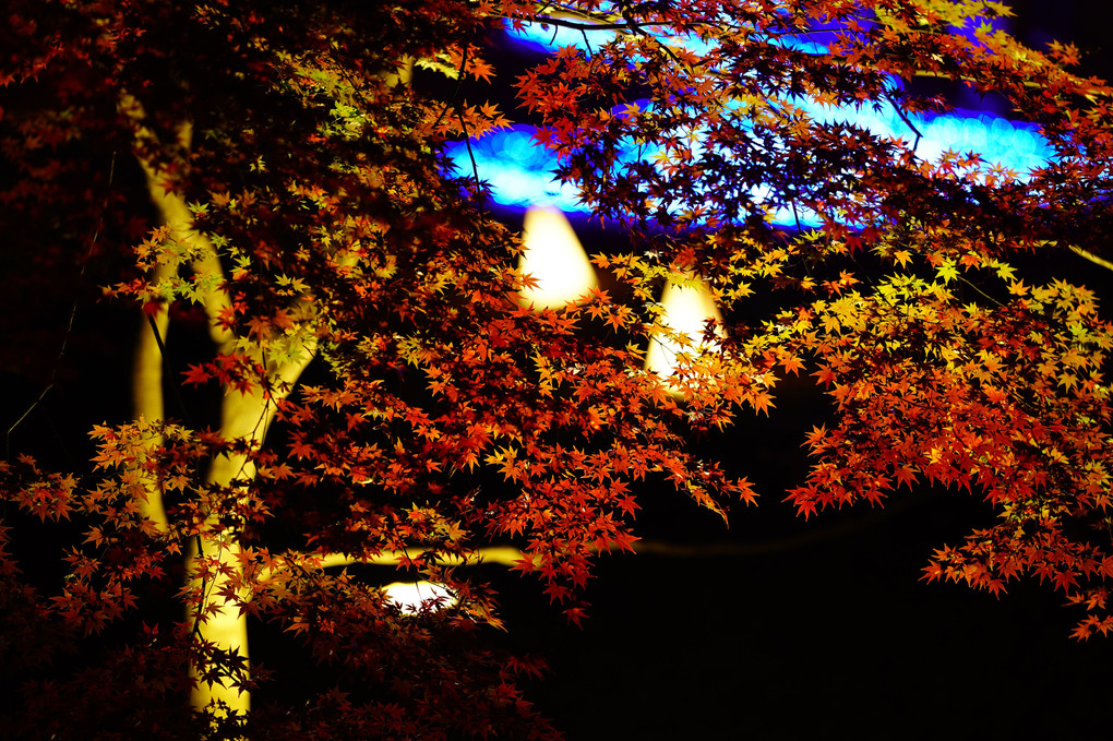秋の夜長