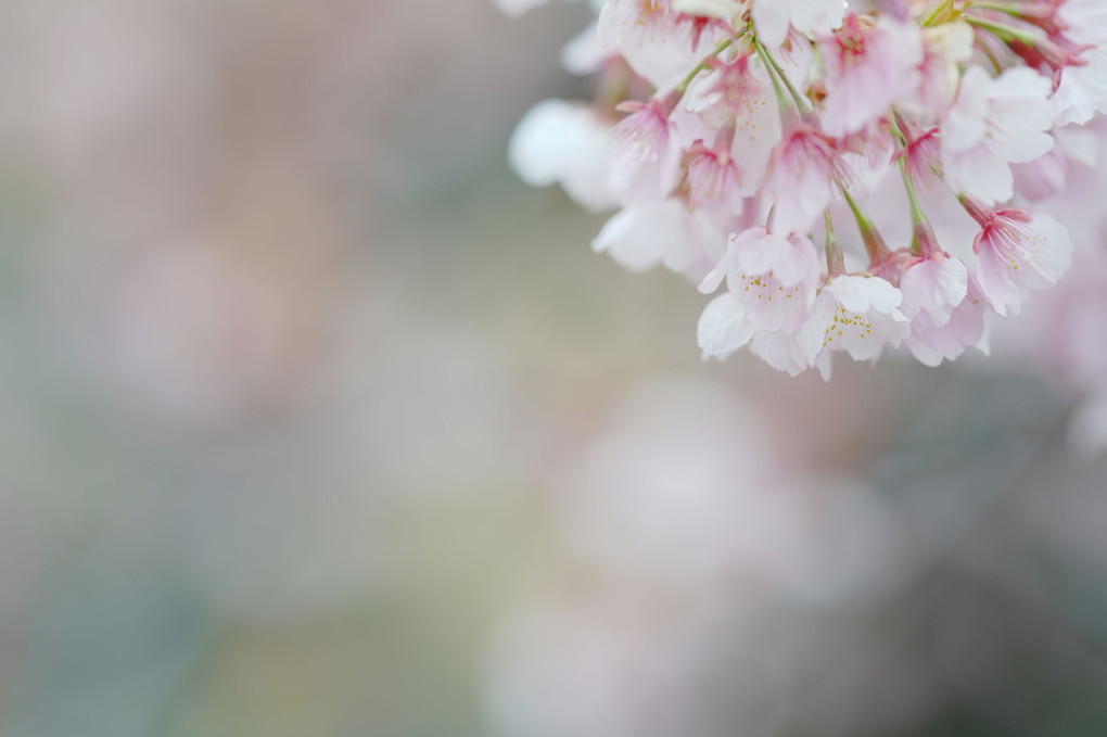 密蔵院の安行桜