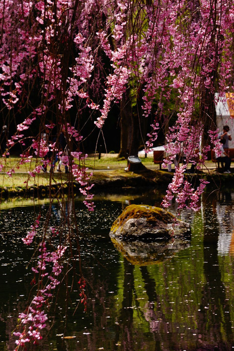 桜と池と…