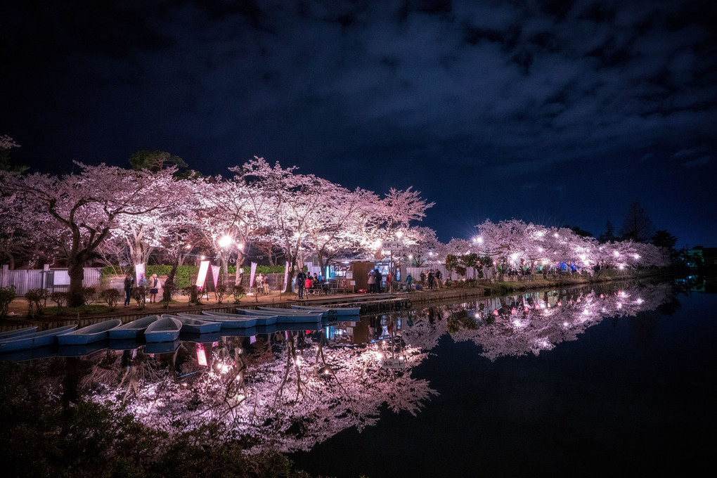 🌸高田公園の夜桜🌸