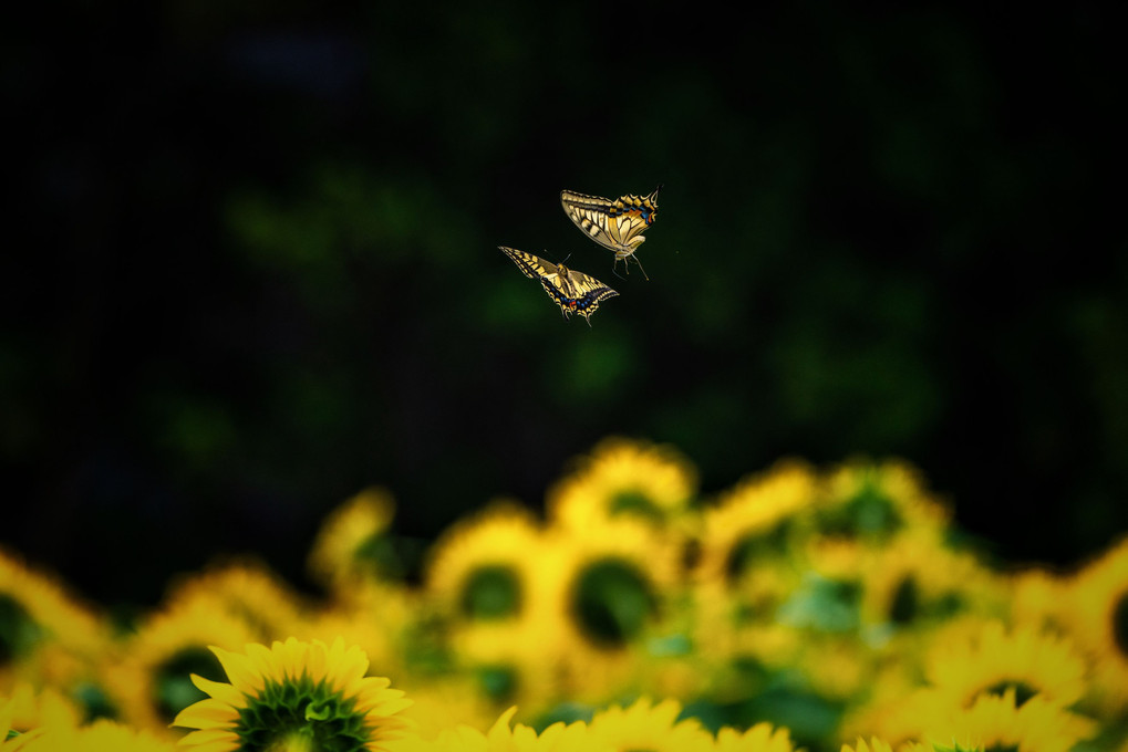 蝶々の楽しいダンス🦋