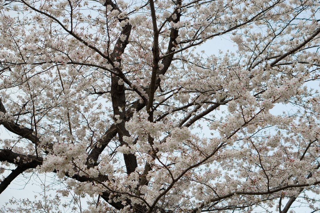 空を覆う 日比谷の桜 