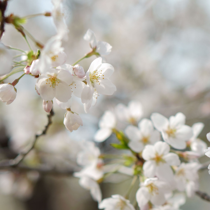 白く美しい日比谷の桜 