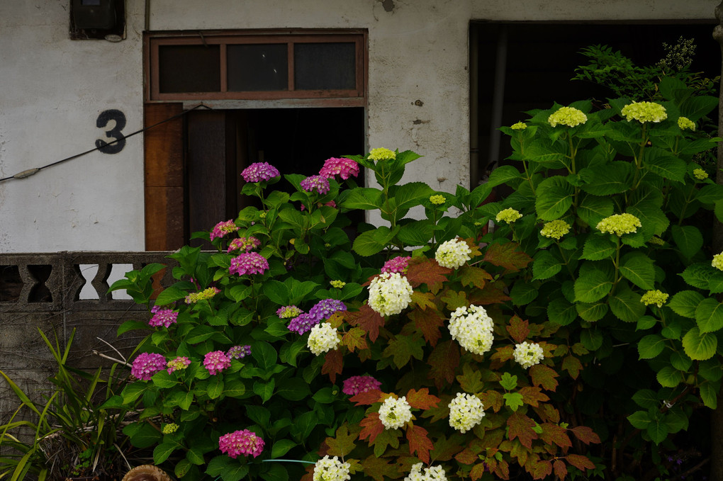 昭和荘の６月