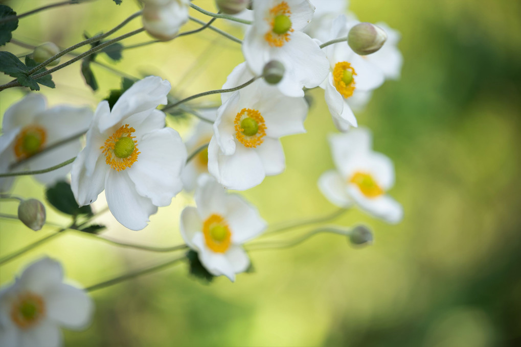 茶人に愛される花