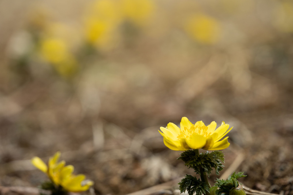 春を告げる黄色いお花Ⅰ
