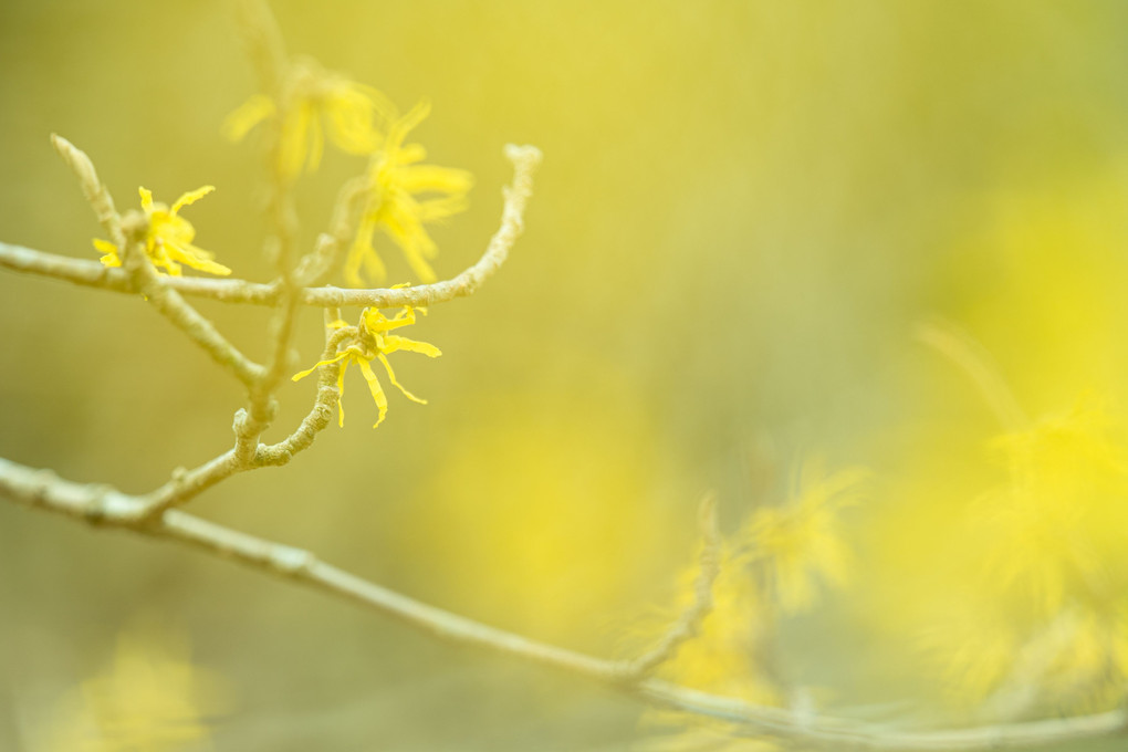 春を告げる黄色いお花Ⅱ