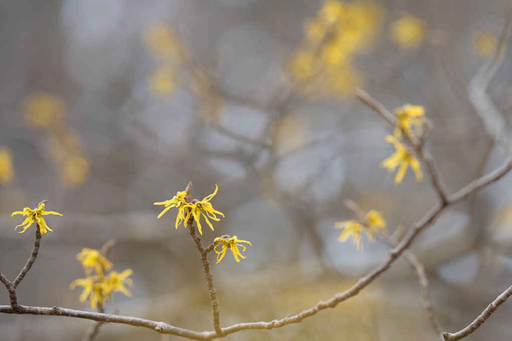 春を告げる黄色いお花Ⅱ