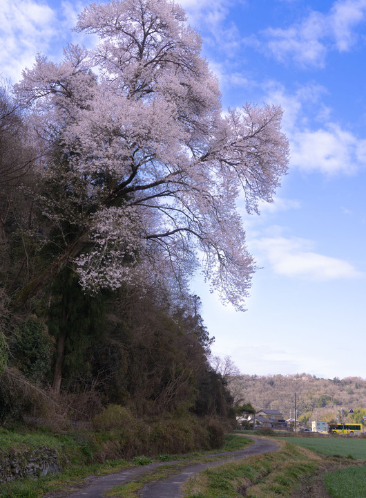 散歩道の山桜