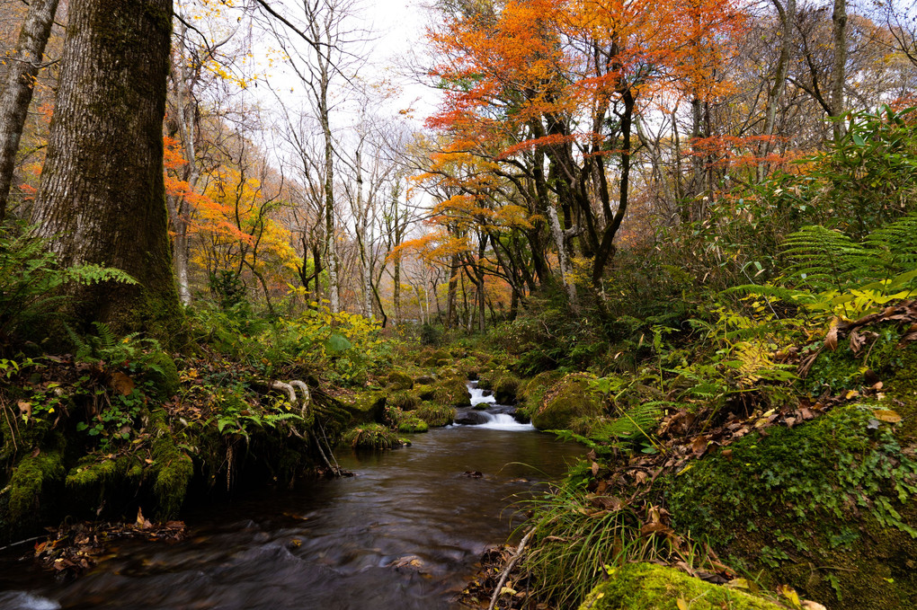 木谷沢渓流の秋