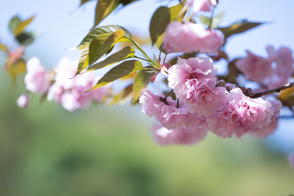 八重の桜に魅せられて
