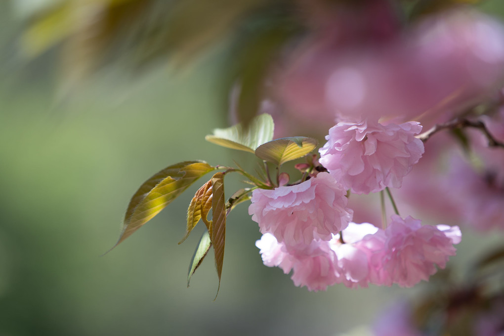 八重の桜に魅せられて