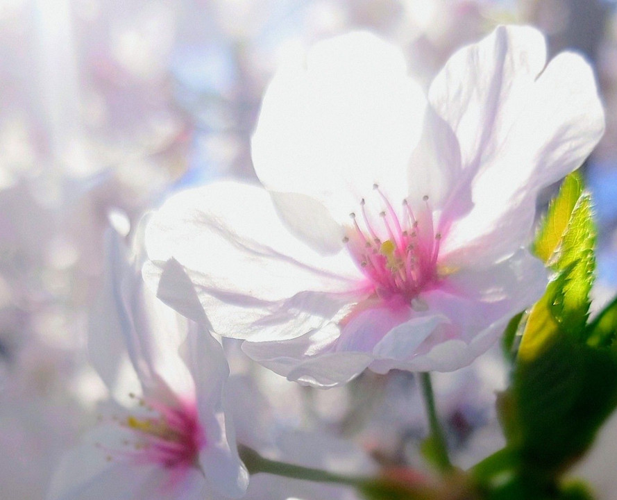 満開桜の花